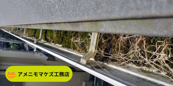 落ち葉や苔で詰まった雨どいの内部