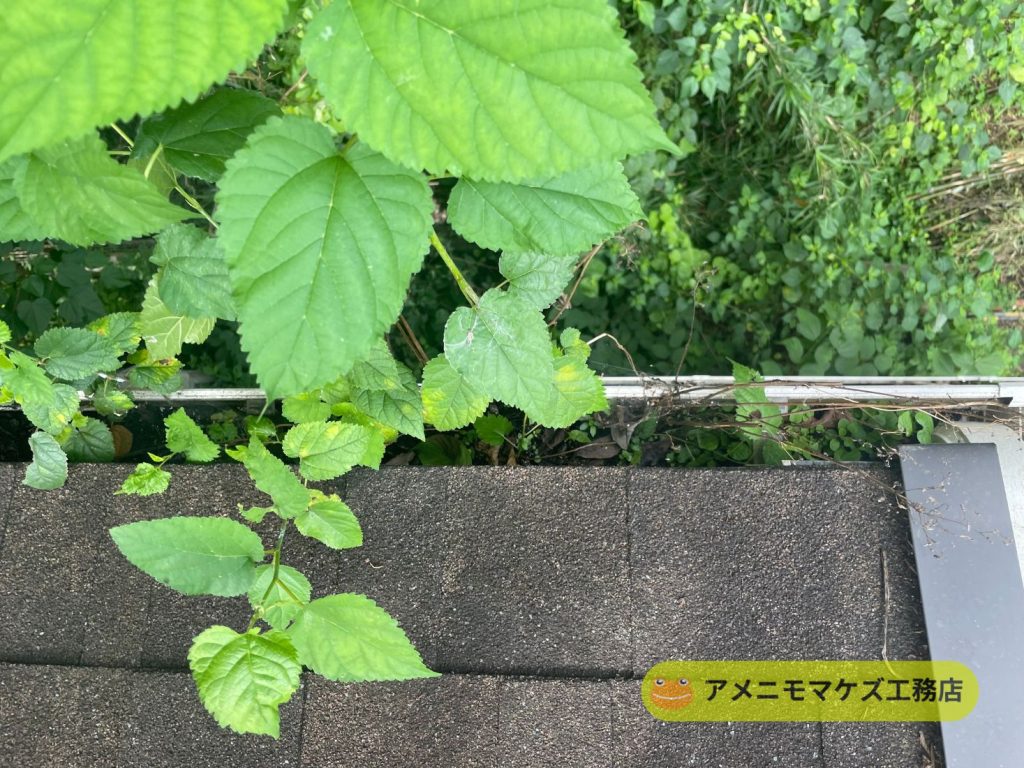 樹木やツル植物が雨どいに覆いかぶさり落ち葉が流入しやすい状態