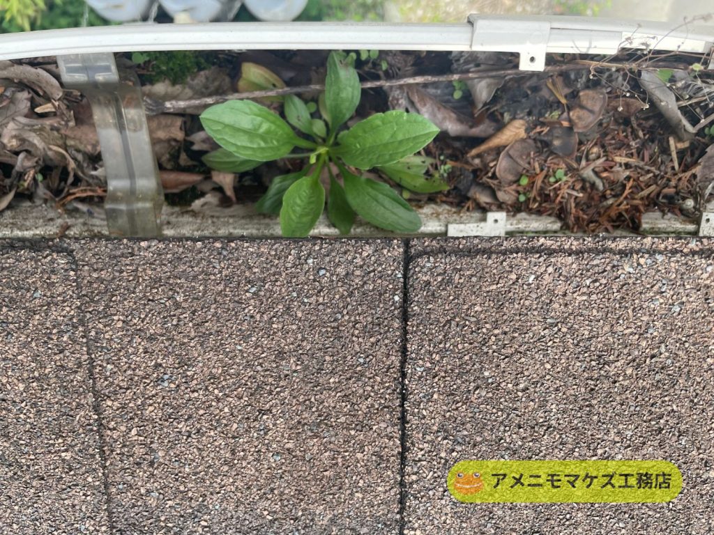 落ち葉や土砂が堆積し雑草が生えている雨どい内部の様子